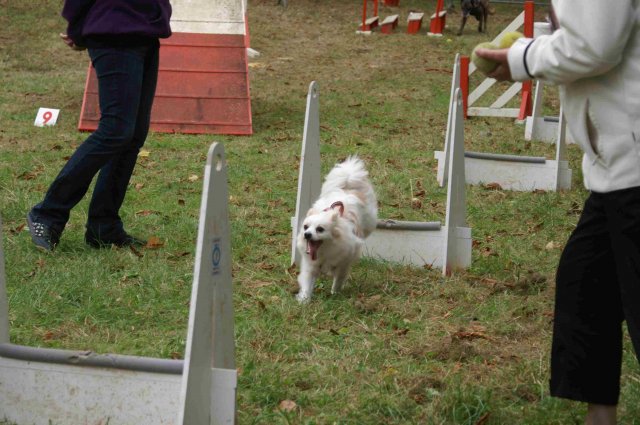 foire-haricots 2011-09-17et18